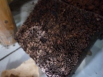 Les tampons pour le batik, de véritables oeuvres d'art